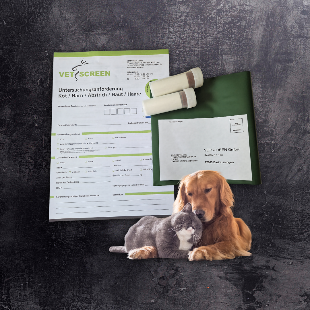 Bauchspeicheldrüsen-Check (Pankreatische Elastase)