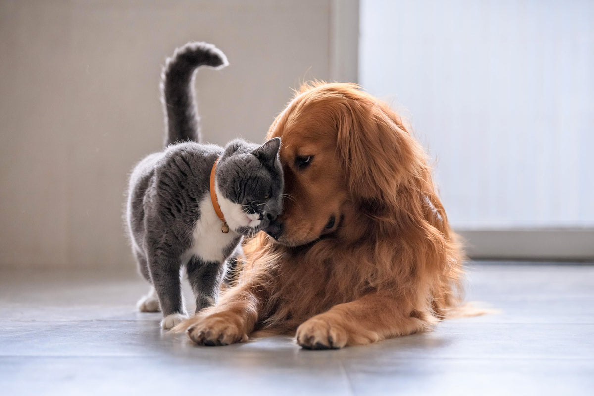 <p>Natürliches Hundefutter & Katzenfutter ohne künstliche Zusätze</p>